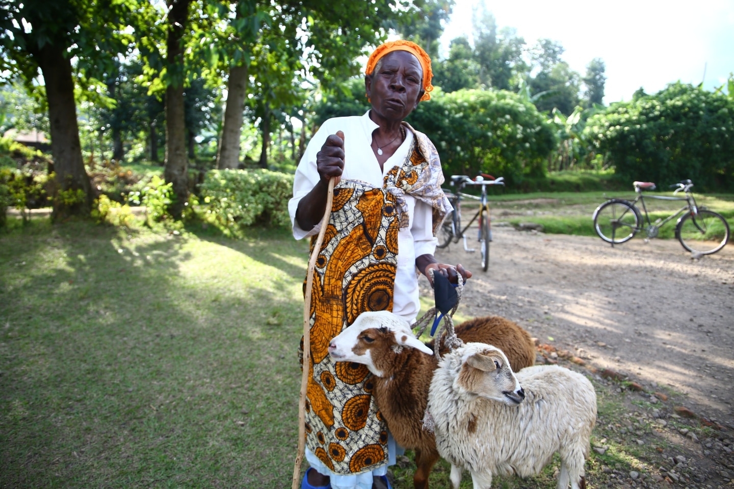 A woman in Rwanda receives a pair of goats from Zakat Foundation of America. This is often the start of providing sustainability by breeding livestock and providing meat, cheese, and milk for their owners