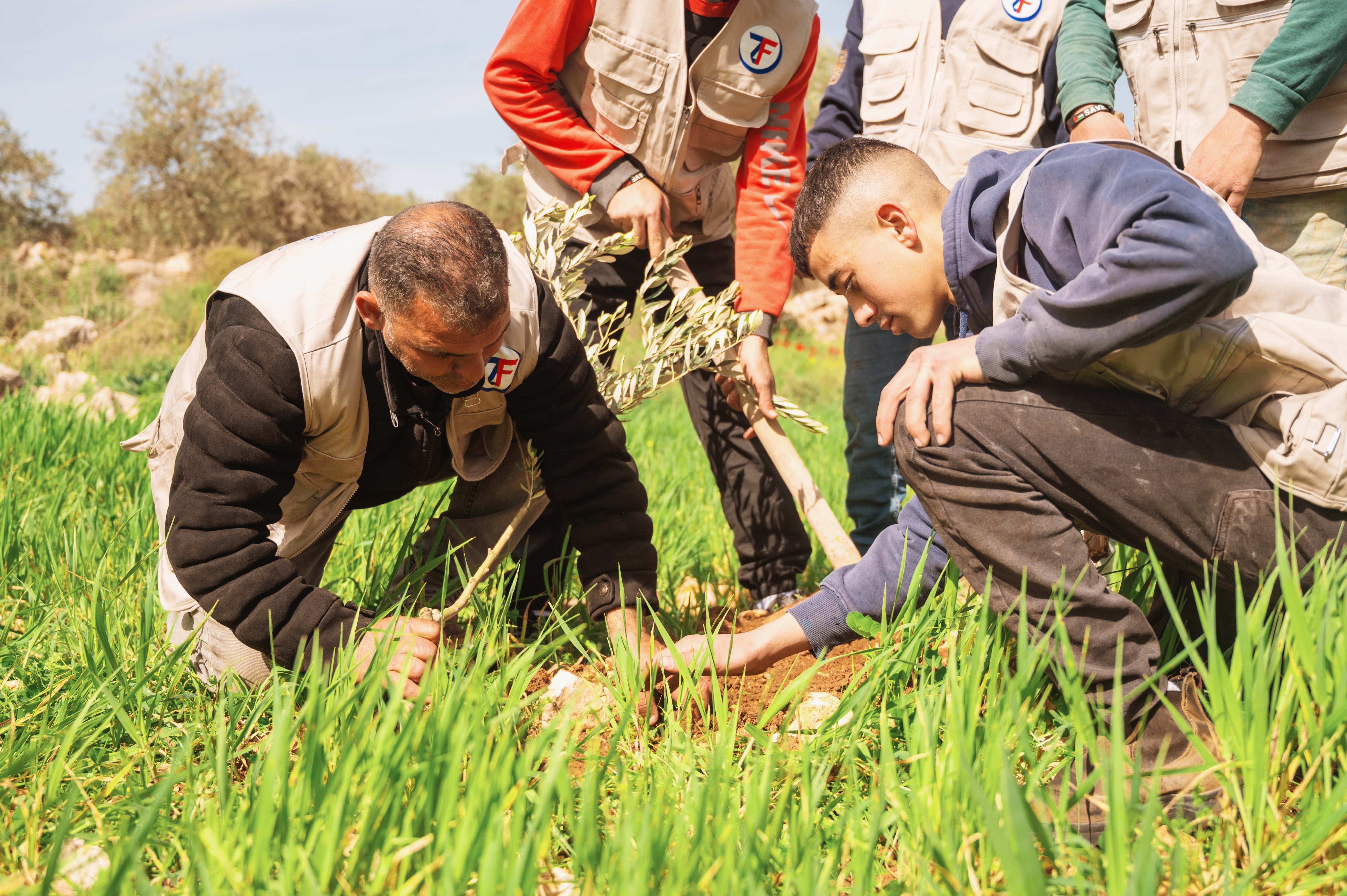 Farmers in Palestine's West Bank plant olive trees as a source of income