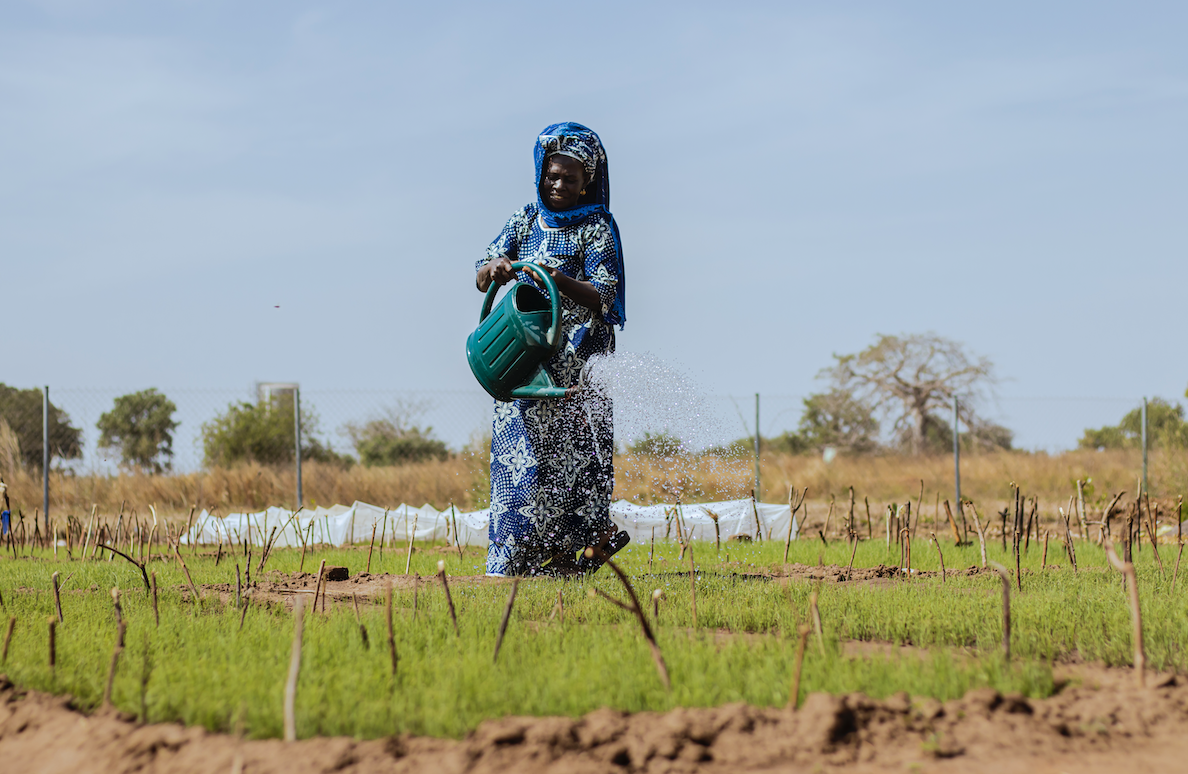 Fresh, clean water from our borehole project facilitates planting crops in the Gambia