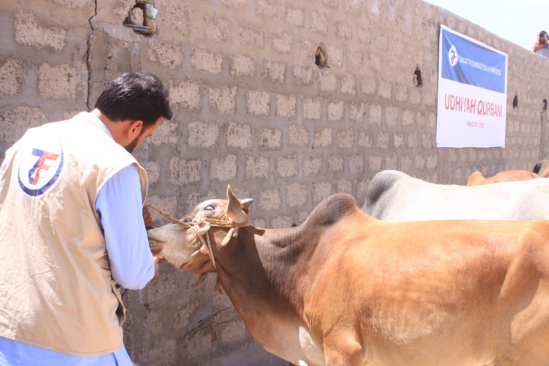 Our field teams in Pakistan ensure only the best quality of animals for Udhiyah shares