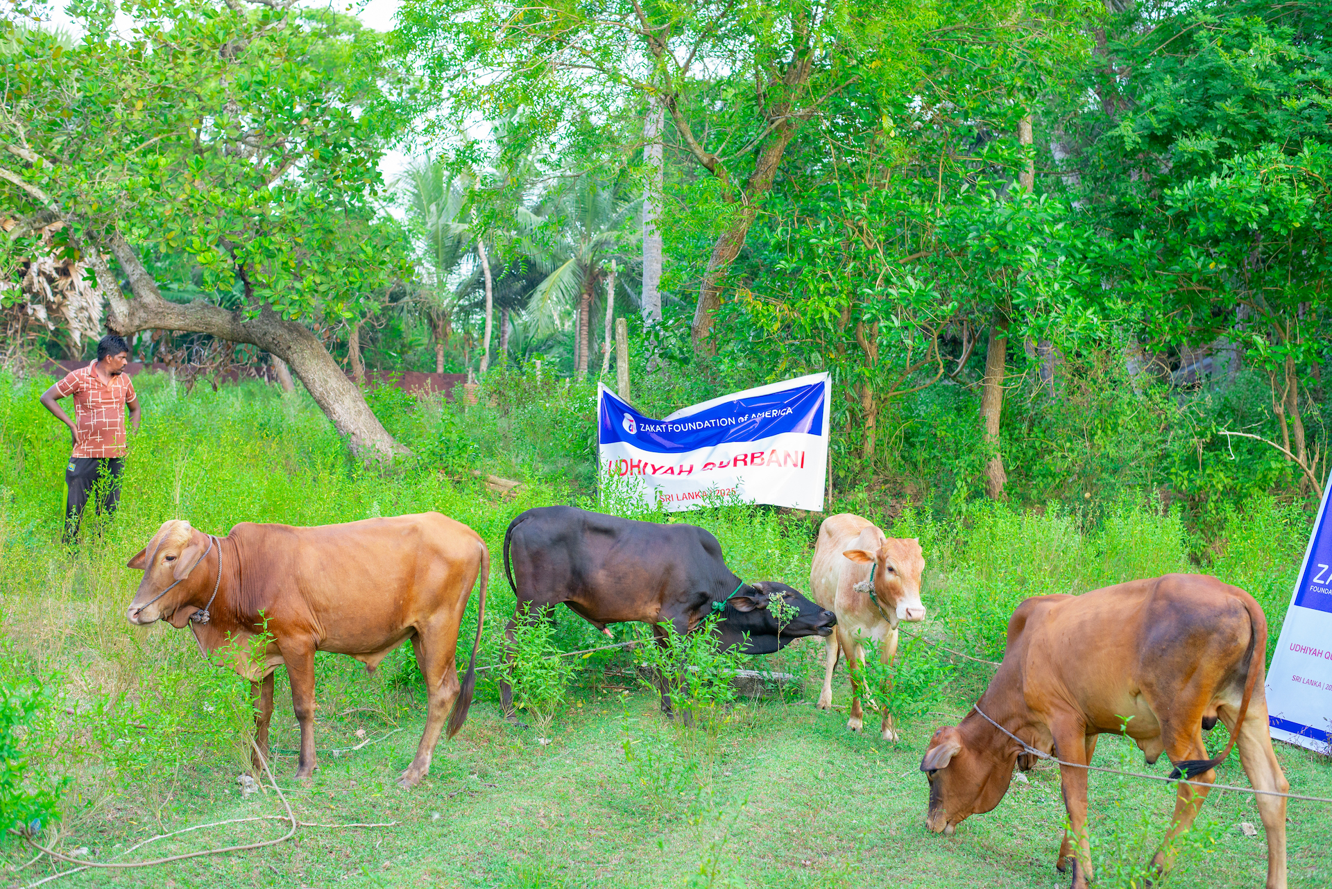 Our team conducting quality control of Udhiyah-Qurbani livestock